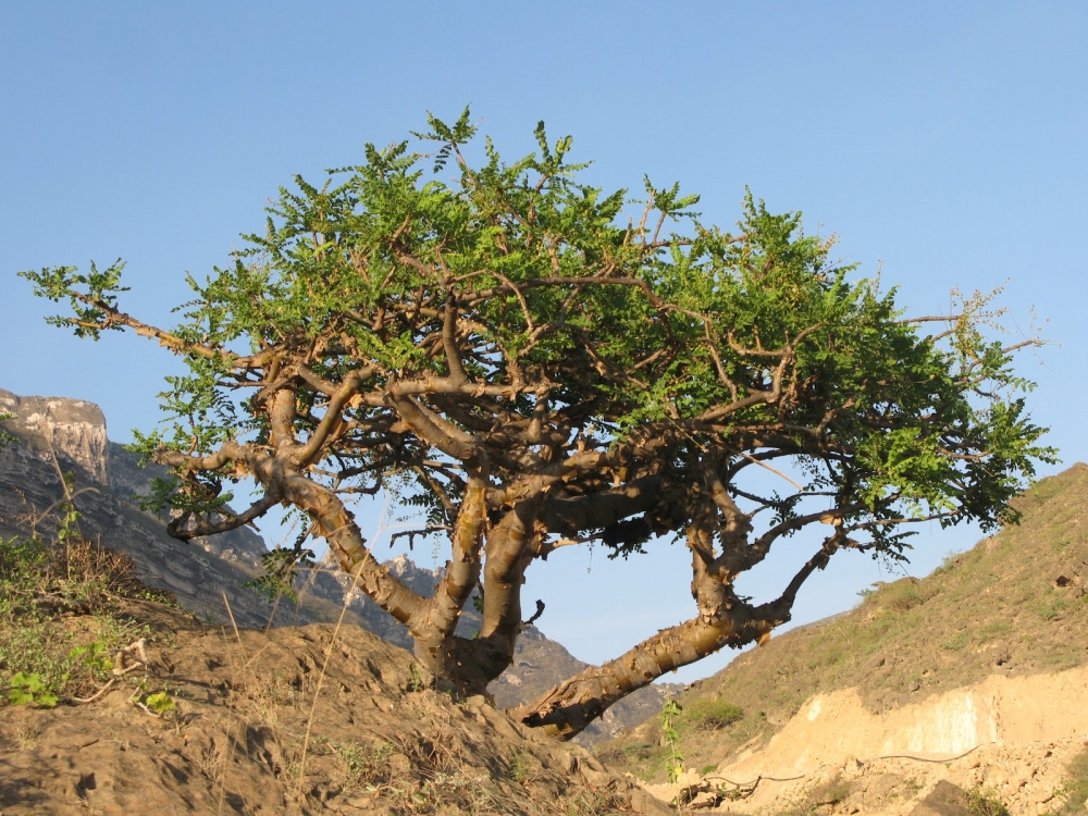 Дерево Boswellia 